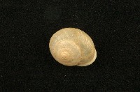 扁蝸牛藏品圖，第1張